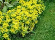 Sedum sau stonecrop specii interesante, de plantare, îngrijire, metode de reproducere