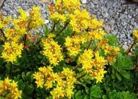 Sedum sau stonecrop specii interesante, de plantare, îngrijire, metode de reproducere