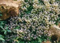 Sedum sau stonecrop specii interesante, de plantare, îngrijire, metode de reproducere