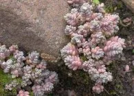 Sedum sau stonecrop specii interesante, de plantare, îngrijire, metode de reproducere