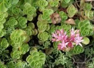Sedum sau stonecrop specii interesante, de plantare, îngrijire, metode de reproducere