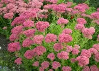 Sedum sau stonecrop specii interesante, de plantare, îngrijire, metode de reproducere