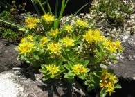 Sedum sau stonecrop specii interesante, de plantare, îngrijire, metode de reproducere