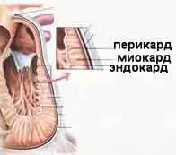 Inima - cum funcționează