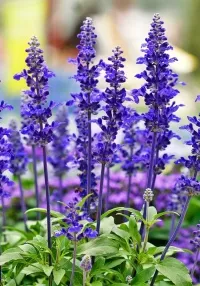 Sage - proprietăți utile nu contează (salvie) Sage - proprietăți utile, nu sunt luate în considerare