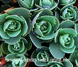 Sedum, flori Sedum