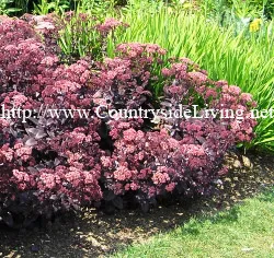 Sedum, flori Sedum