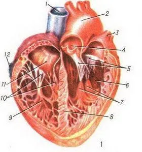Structura umană inima anatomia vaselor inimii (inima) Structura inimii anatomia umană a vaselor inimii
