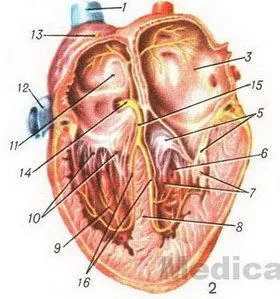 Structura inimii anatomia umană a vaselor inimii Structura inimii anatomia umană a vaselor inimii