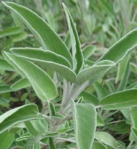 Salvia officinalis - proprietăți medicinale, utilizarea de rețete (ceai de salvie) Salvia officinalis - proprietăți medicinale, utilizarea de rețete