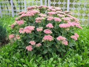 Sedum - plantarea și îngrijirea de flori în grădină (foto și video sfaturi)