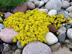 Sedum - plantarea și îngrijirea de flori în grădină (foto și video sfaturi)