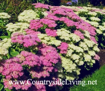 Sedum, flori Sedum