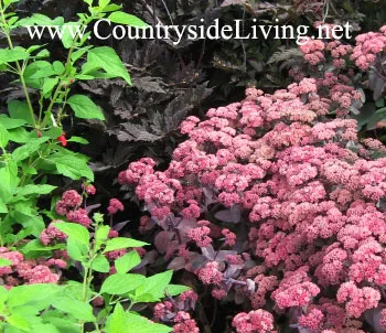 Sedum, flori Sedum