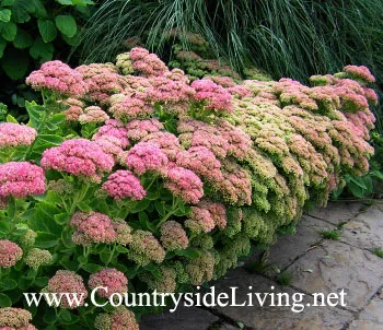Sedum, flori Sedum