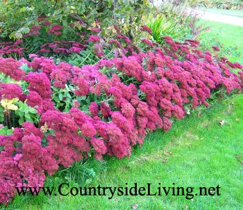 Sedum, flori Sedum