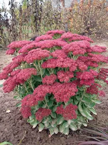 Sedum (stonecrop) de plantare și îngrijire, specii și varietăți, fotografii