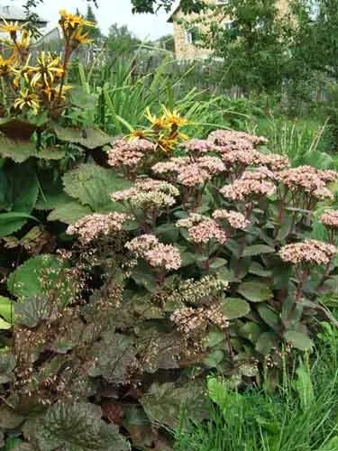 Sedum (stonecrop) de plantare și îngrijire, specii și varietăți, fotografii