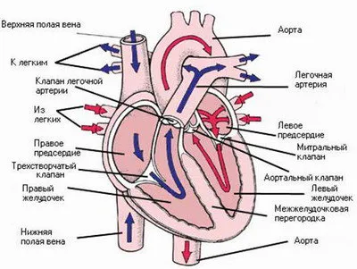 Heart - aranjat ca o inimă