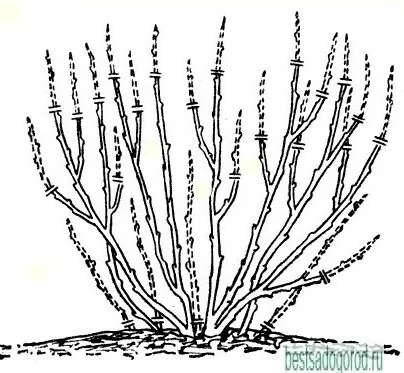 Secretele coacaze cultivare