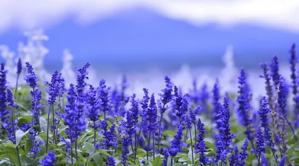 gume Salvia clătire cu inflamație și durere dentară (durere) Salvia clătirea cu inflamație a gingiilor și durere de dinți