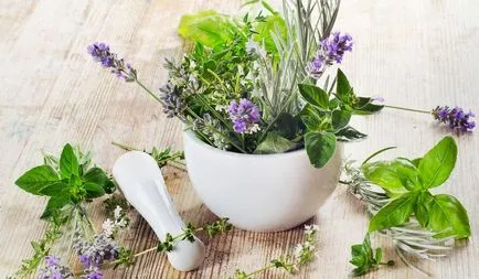 Sage - proprietăți medicinale și contraindicații (contraindicații) Sage - proprietăți medicinale și contraindicații