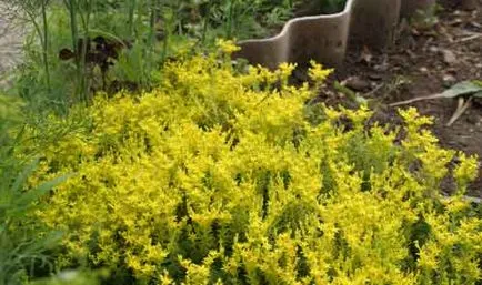 Sedum (stonecrop) de plantare și îngrijire, specii și varietăți, fotografii