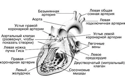 Heart - l