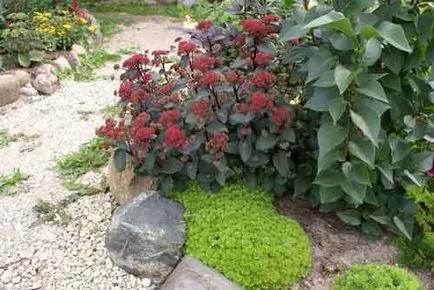 Sedum (stonecrop) de plantare și îngrijire, specii și varietăți, fotografii