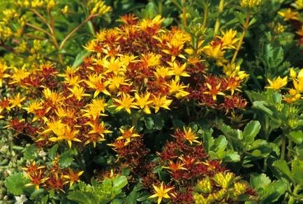Sedum sau stonecrop specii interesante, de plantare, îngrijire, metode de reproducere