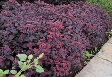 Sedum sau stonecrop specii interesante, de plantare, îngrijire, metode de reproducere