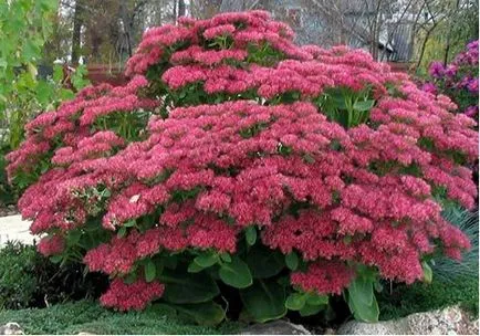 Sedum sau stonecrop specii interesante, de plantare, îngrijire, metode de reproducere