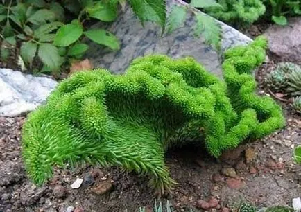 Sedum sau stonecrop specii interesante, de plantare, îngrijire, metode de reproducere