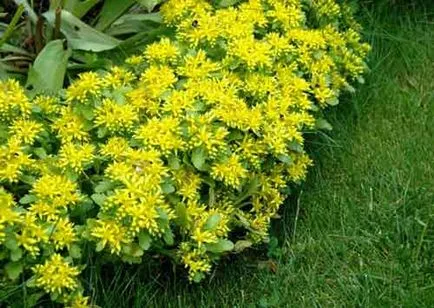 Sedum (stonecrop) de plantare și îngrijire, specii și varietăți, fotografii