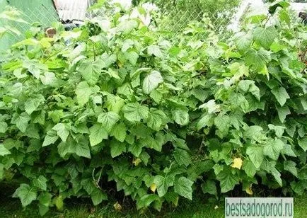 Secretele coacaze cultivare