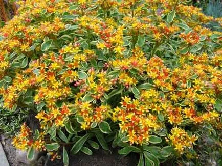 Sedum (stonecrop) de plantare și îngrijire, specii și varietăți, fotografii
