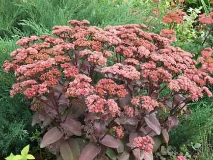 Sedum (stonecrop) de plantare și îngrijire, specii și varietăți, fotografii