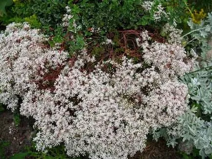 Sedum (stonecrop) de plantare și îngrijire, specii și varietăți, fotografii