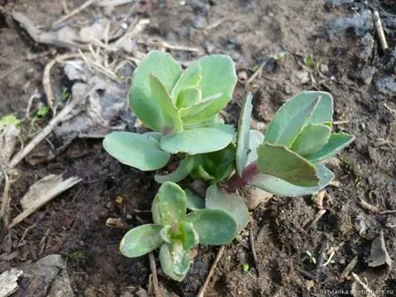 Sedum sau stonecrop specii interesante, de plantare, îngrijire, metode de reproducere