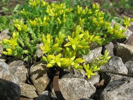 Sedum sau stonecrop specii interesante, de plantare, îngrijire, metode de reproducere
