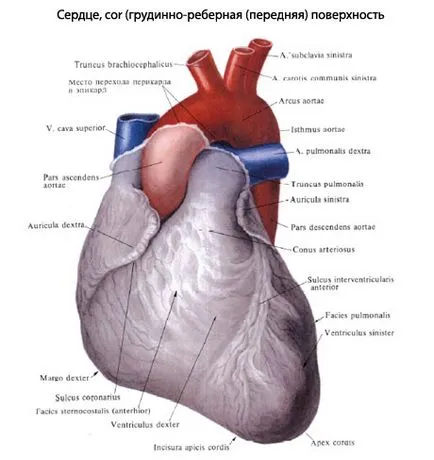 anatomia inimii umane inima, structura, funcțiile, imagini, EUROLAB