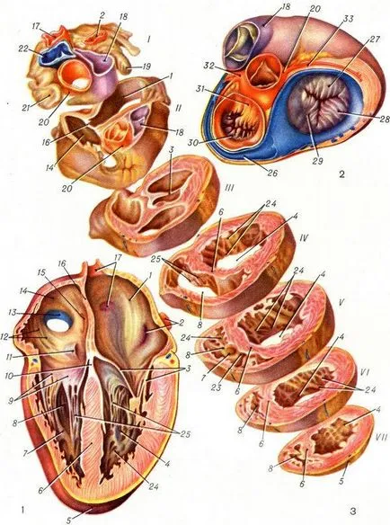 Structura umană inima anatomia vaselor inimii (inima) Structura inimii anatomia umană a vaselor inimii