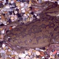 îngrijire și întreținere Xenopus