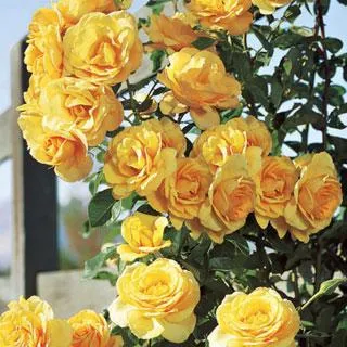 Shraby (Rose) o descriere și fotografie (trandafiri shraby de plante) Shraby (Rose) o descriere și fotografie