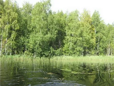 Pike în iaz - unde să caute și cum să pescuiască (stiuca) Pike în iaz - unde să caute și cum să prindă
