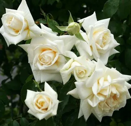 Shraby (Rose) o descriere și fotografie (trandafiri shraby trandafiri shraby preț soiuri de trandafir) Shraby (Rose) o descriere și fotografie