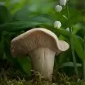 Vis ochi Interpretare (pictură), ceea ce visează cu ochii în somn (ochii) Vis ochi Interpretare (pictură), ceea ce visează cu ochii în somn