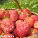 Coacaze apei și a hranei, oferindu-