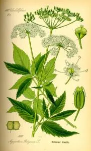 Goutweed proprietăți utile și contraindicații foto (proprietăți) Goutweed proprietăți și contraindicații utile fotografie