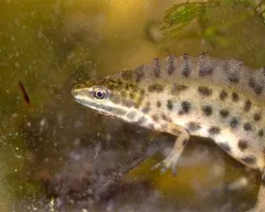 Conținutul comun broasca, conținut comun de îngrijire broasca hrănire creșterea în captivitate